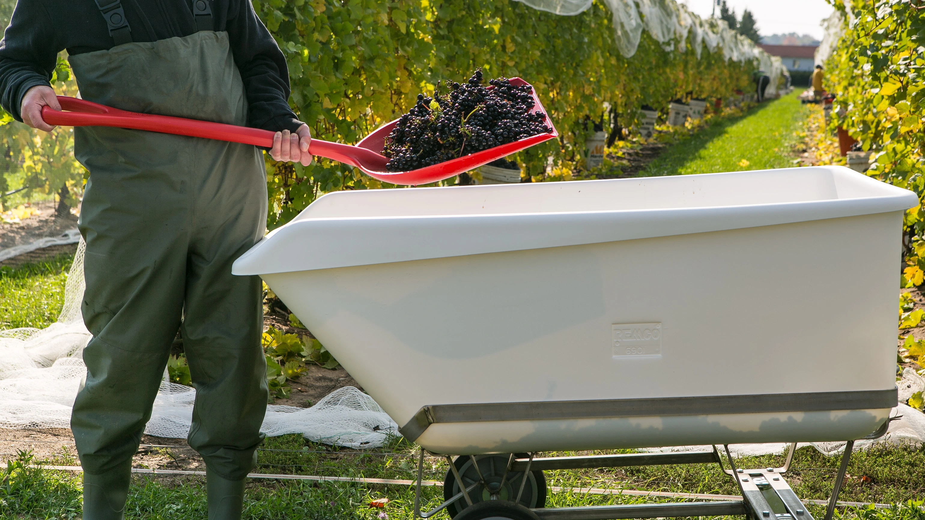 Red Vikan North America shovel scooping grapes into a tub